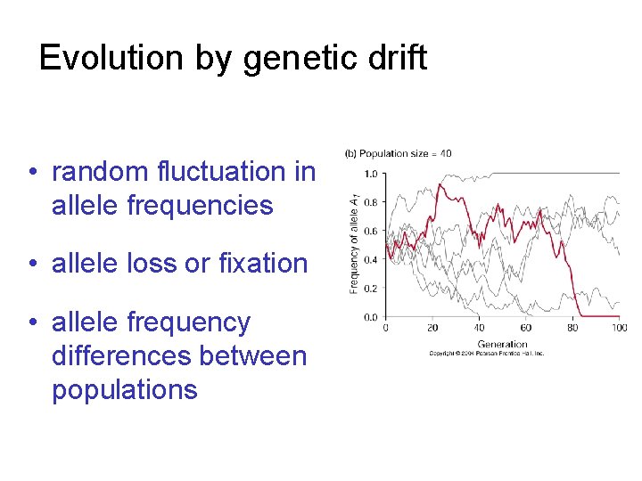 Evolution by genetic drift • random fluctuation in allele frequencies • allele loss or