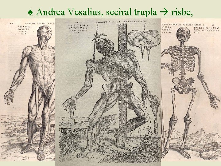 ♠ Andrea Vesalius, seciral trupla risbe, 