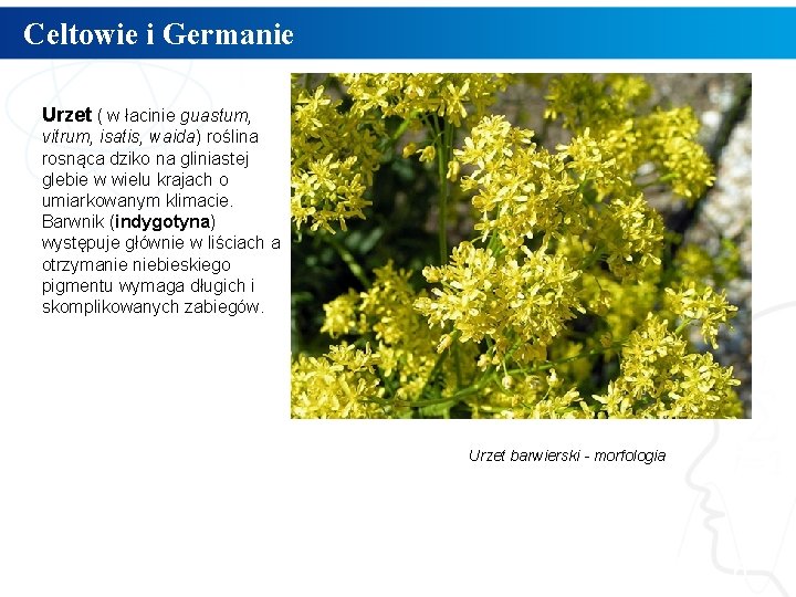 Celtowie i Germanie Urzet ( w łacinie guastum, vitrum, isatis, waida) roślina rosnąca dziko