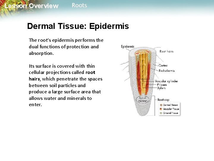 Lesson Overview Roots Dermal Tissue: Epidermis The root’s epidermis performs the dual functions of