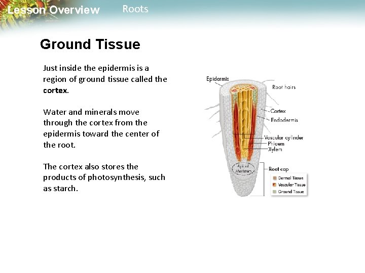 Lesson Overview Roots Ground Tissue Just inside the epidermis is a region of ground