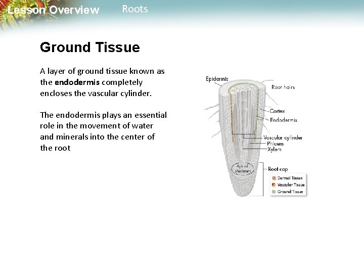 Lesson Overview Roots Ground Tissue A layer of ground tissue known as the endodermis