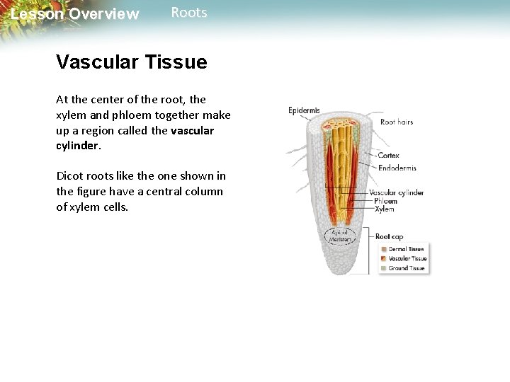 Lesson Overview Roots Vascular Tissue At the center of the root, the xylem and