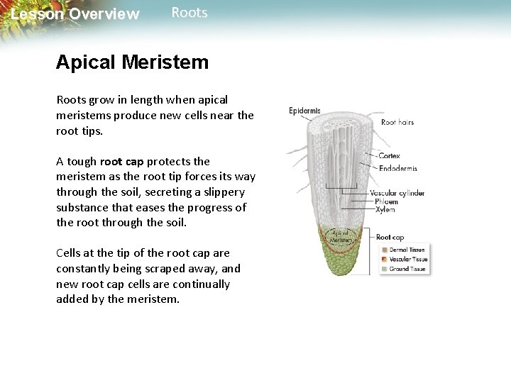 Lesson Overview Roots Apical Meristem Roots grow in length when apical meristems produce new