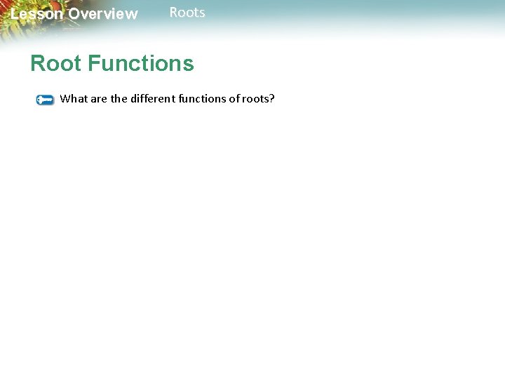 Lesson Overview Roots Root Functions What are the different functions of roots? 