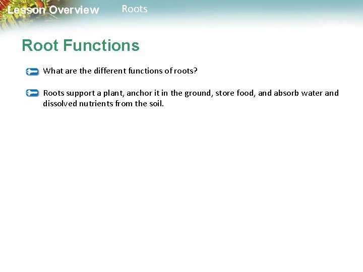 Lesson Overview Roots Root Functions What are the different functions of roots? Roots support