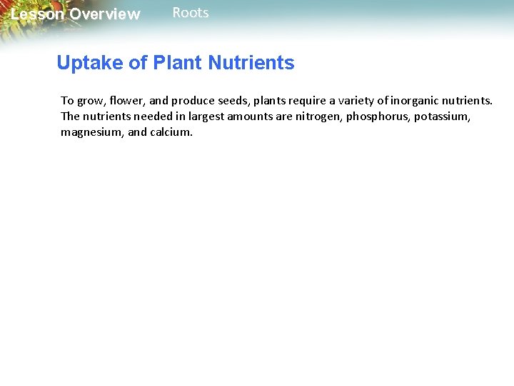 Lesson Overview Roots Uptake of Plant Nutrients To grow, flower, and produce seeds, plants