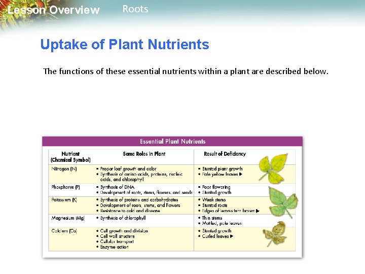 Lesson Overview Roots Uptake of Plant Nutrients The functions of these essential nutrients within