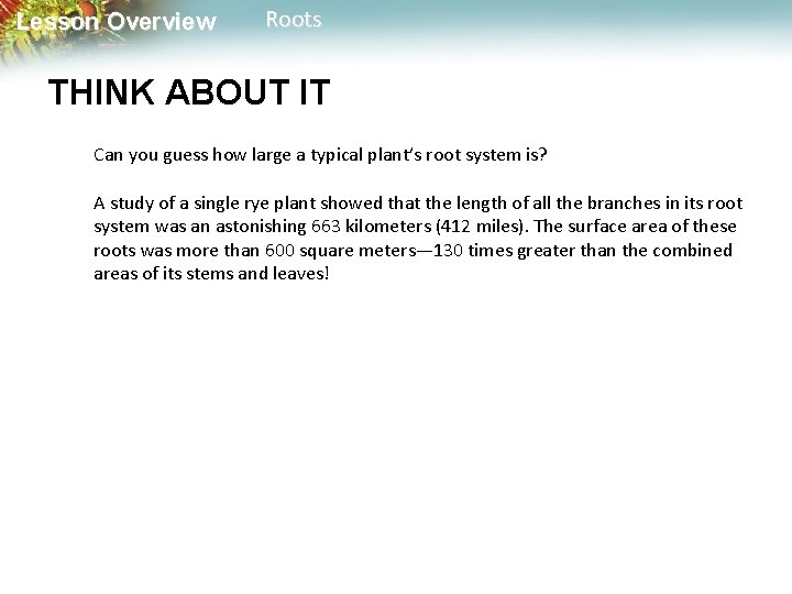 Lesson Overview Roots THINK ABOUT IT Can you guess how large a typical plant’s