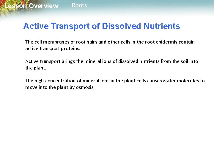 Lesson Overview Roots Active Transport of Dissolved Nutrients The cell membranes of root hairs