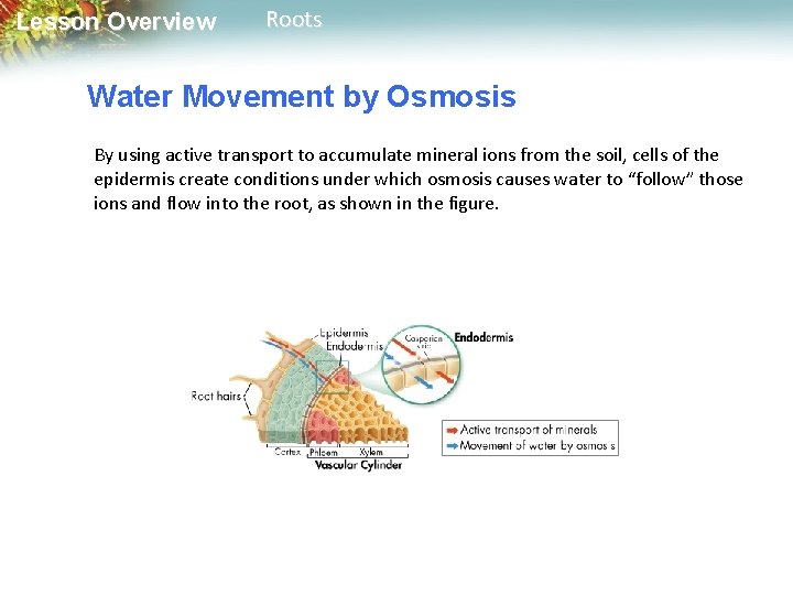 Lesson Overview Roots Water Movement by Osmosis By using active transport to accumulate mineral