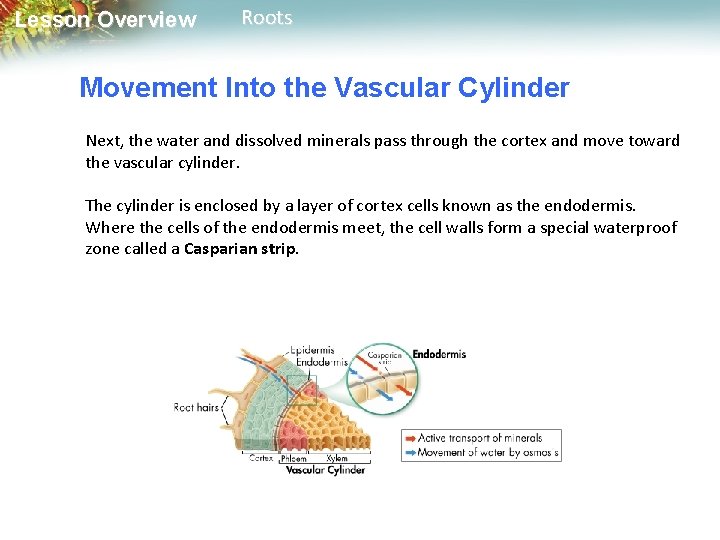 Lesson Overview Roots Movement Into the Vascular Cylinder Next, the water and dissolved minerals