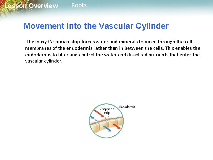 Lesson Overview Roots Movement Into the Vascular Cylinder The waxy Casparian strip forces water