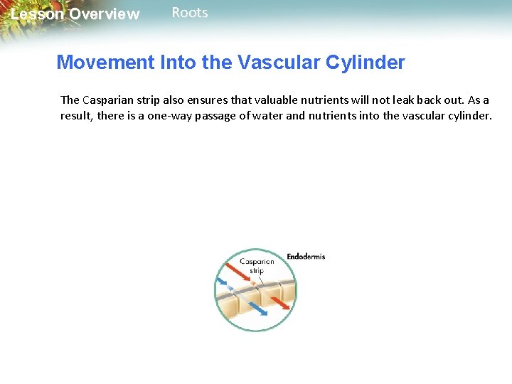 Lesson Overview Roots Movement Into the Vascular Cylinder The Casparian strip also ensures that