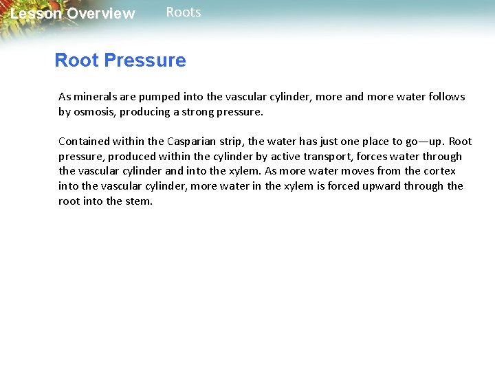 Lesson Overview Roots Root Pressure As minerals are pumped into the vascular cylinder, more