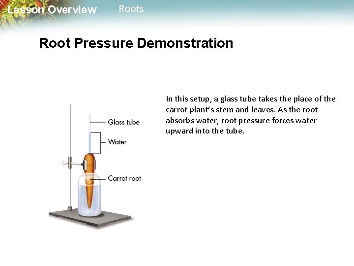 Lesson Overview Roots Root Pressure Demonstration In this setup, a glass tube takes the