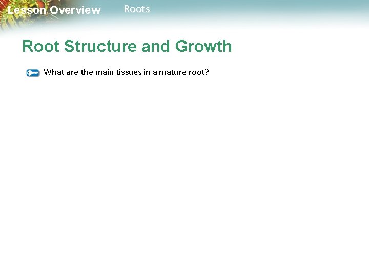 Lesson Overview Roots Root Structure and Growth What are the main tissues in a