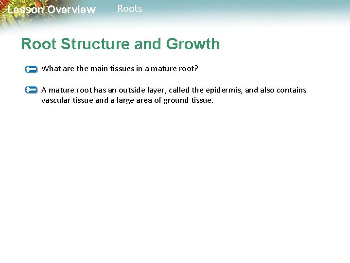 Lesson Overview Roots Root Structure and Growth What are the main tissues in a