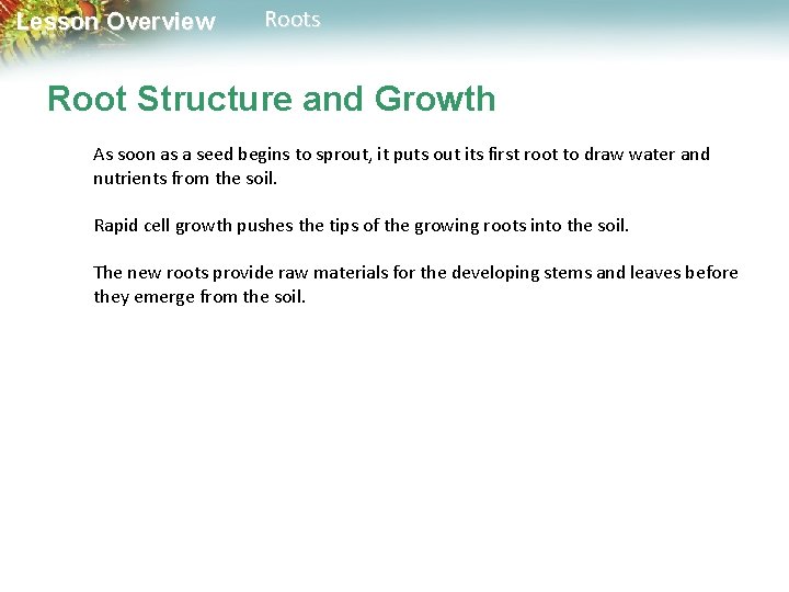 Lesson Overview Roots Root Structure and Growth As soon as a seed begins to