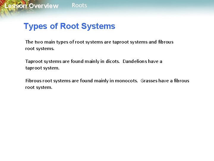 Lesson Overview Roots Types of Root Systems The two main types of root systems