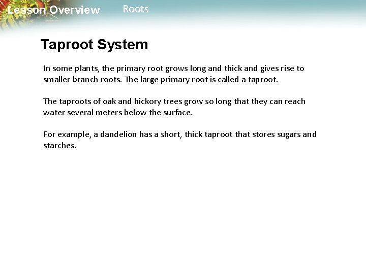 Lesson Overview Roots Taproot System In some plants, the primary root grows long and