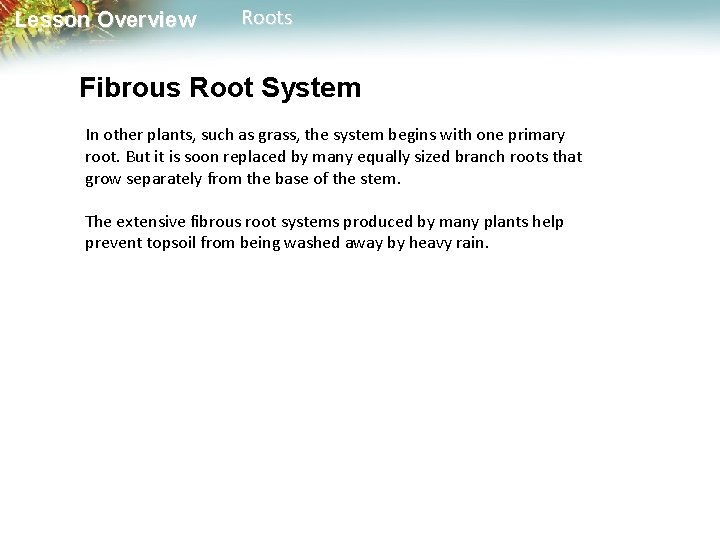 Lesson Overview Roots Fibrous Root System In other plants, such as grass, the system