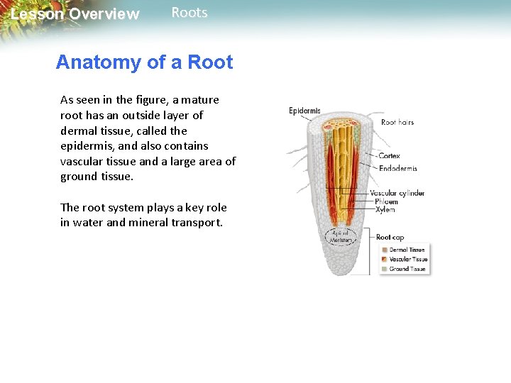 Lesson Overview Roots Anatomy of a Root As seen in the figure, a mature