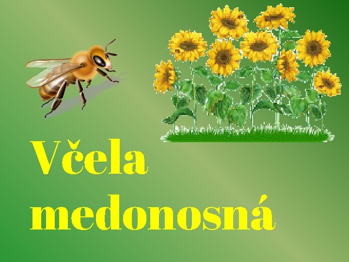 Včela medonosná 