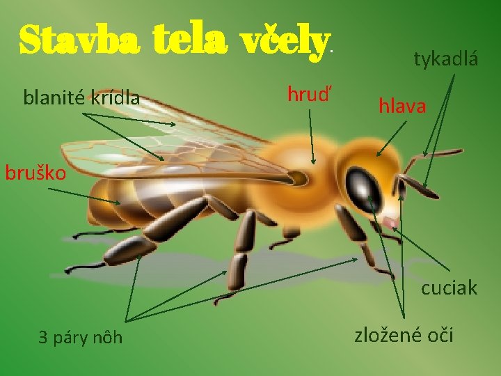 Stavba tela včely . blanité krídla hruď tykadlá hlava bruško cuciak 3 páry nôh