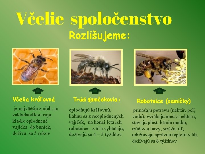 Včelie spoločenstvo Rozlišujeme: Včelia kráľovná Trúdi samčekovia ( ) Robotnice (samičky) je najväčšia z