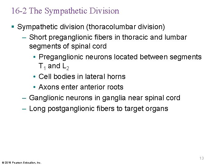 16 -2 The Sympathetic Division § Sympathetic division (thoracolumbar division) – Short preganglionic fibers