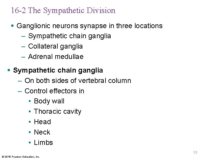 16 -2 The Sympathetic Division § Ganglionic neurons synapse in three locations – Sympathetic