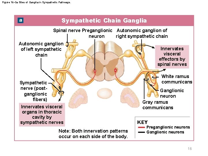 Figure 16– 3 a Sites of Ganglia in Sympathetic Pathways. a Sympathetic Chain Ganglia