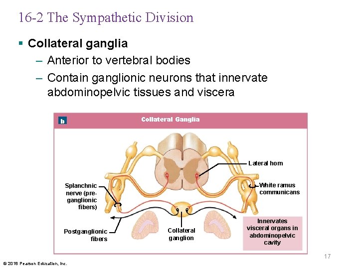 16 -2 The Sympathetic Division § Collateral ganglia – Anterior to vertebral bodies –