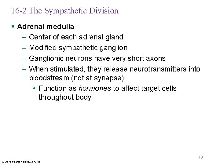 16 -2 The Sympathetic Division § Adrenal medulla – Center of each adrenal gland