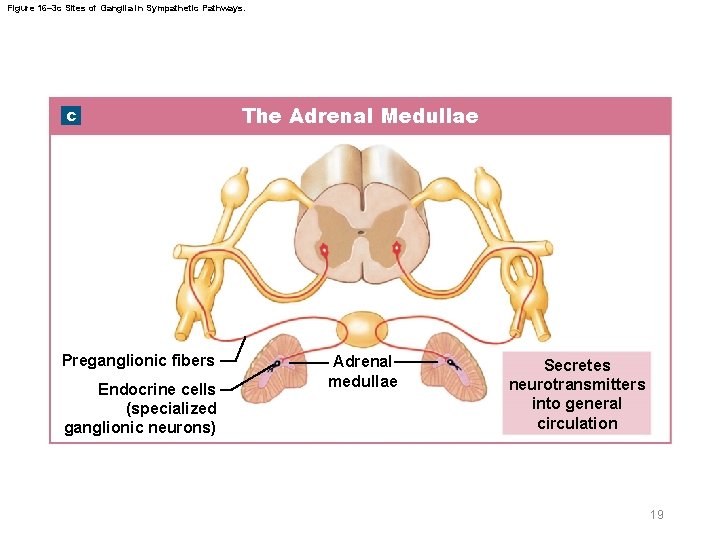 Figure 16– 3 c Sites of Ganglia in Sympathetic Pathways. c Preganglionic fibers Endocrine