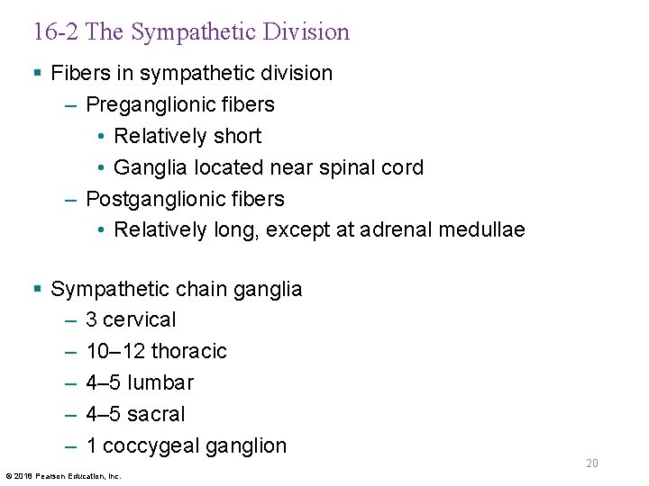 16 -2 The Sympathetic Division § Fibers in sympathetic division – Preganglionic fibers •