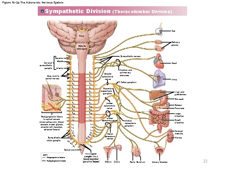 Figure 16– 2 a The Autonomic Nervous System. a Sympathetic Division (Thoracolumbar Division) Eye