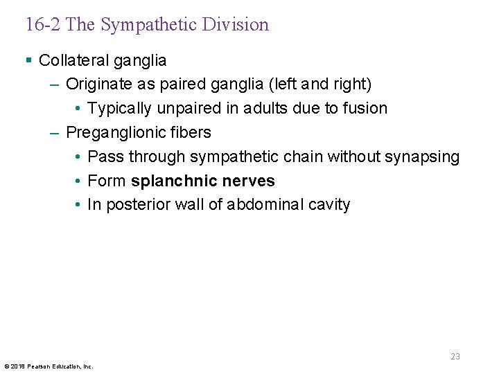 16 -2 The Sympathetic Division § Collateral ganglia – Originate as paired ganglia (left