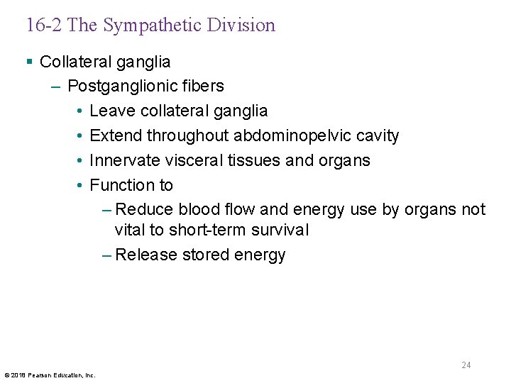 16 -2 The Sympathetic Division § Collateral ganglia – Postganglionic fibers • Leave collateral