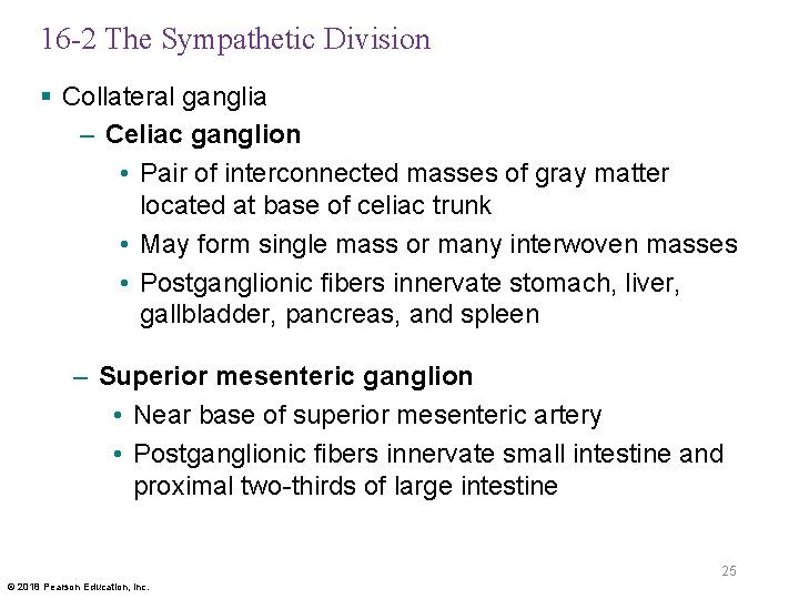 16 -2 The Sympathetic Division § Collateral ganglia – Celiac ganglion • Pair of