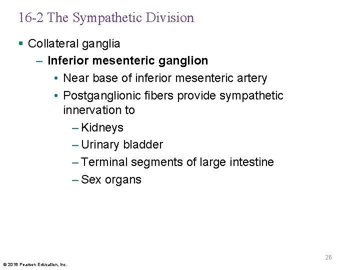 16 -2 The Sympathetic Division § Collateral ganglia – Inferior mesenteric ganglion • Near