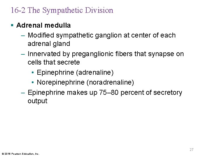16 -2 The Sympathetic Division § Adrenal medulla – Modified sympathetic ganglion at center