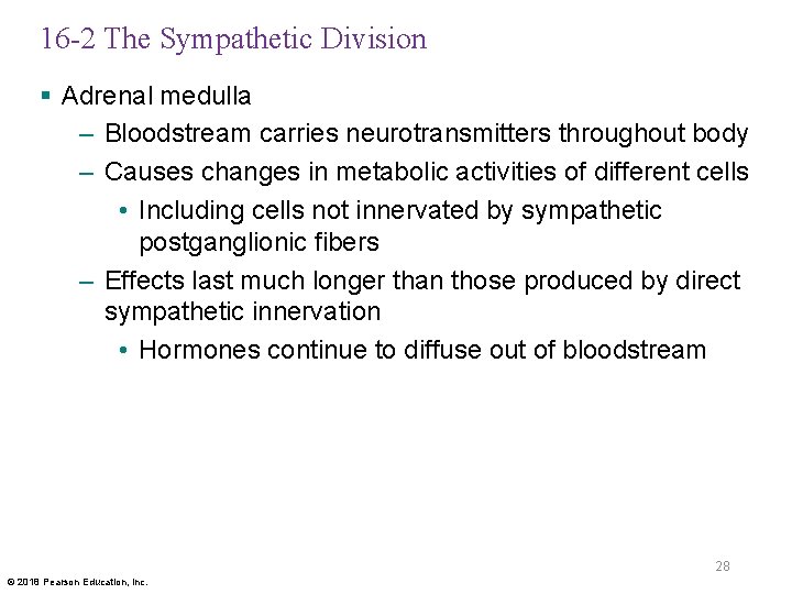 16 -2 The Sympathetic Division § Adrenal medulla – Bloodstream carries neurotransmitters throughout body