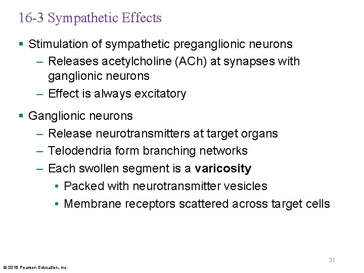 16 -3 Sympathetic Effects § Stimulation of sympathetic preganglionic neurons – Releases acetylcholine (ACh)