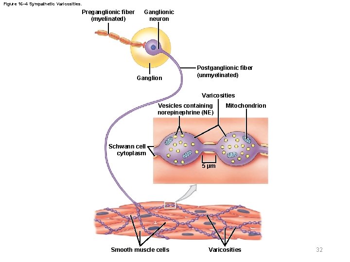 Figure 16– 4 Sympathetic Varicosities. Preganglionic fiber (myelinated) Ganglionic neuron Ganglion Postganglionic fiber (unmyelinated)