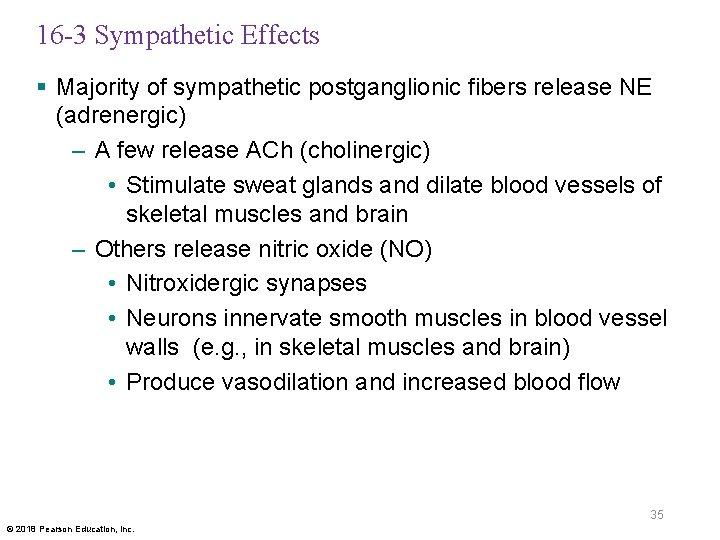 16 -3 Sympathetic Effects § Majority of sympathetic postganglionic fibers release NE (adrenergic) –