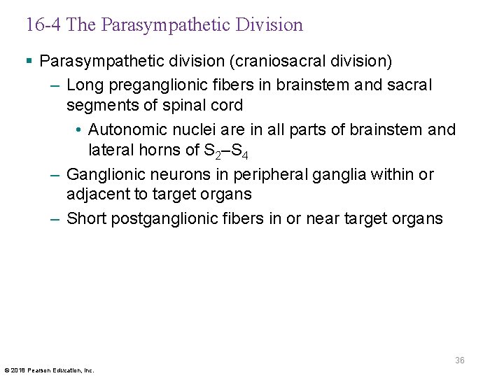 16 -4 The Parasympathetic Division § Parasympathetic division (craniosacral division) – Long preganglionic fibers