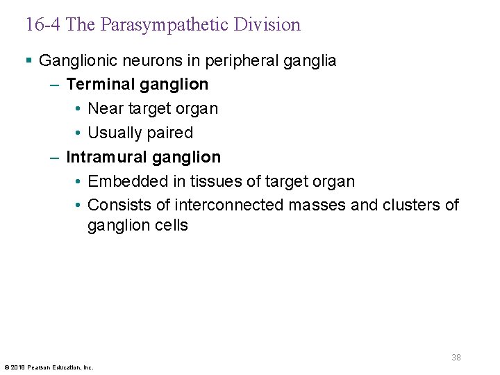 16 -4 The Parasympathetic Division § Ganglionic neurons in peripheral ganglia – Terminal ganglion