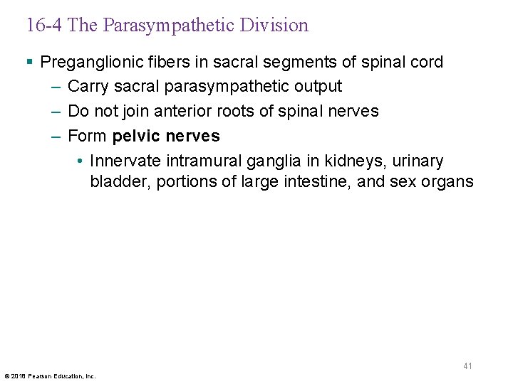 16 -4 The Parasympathetic Division § Preganglionic fibers in sacral segments of spinal cord